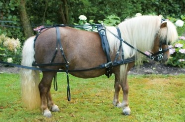 [TU108-Cob] Concourstuig eenvoudig (Cob)