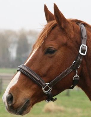 [7010-Zwart-Pony] Halster DHH 7010 (Zwart, Pony)