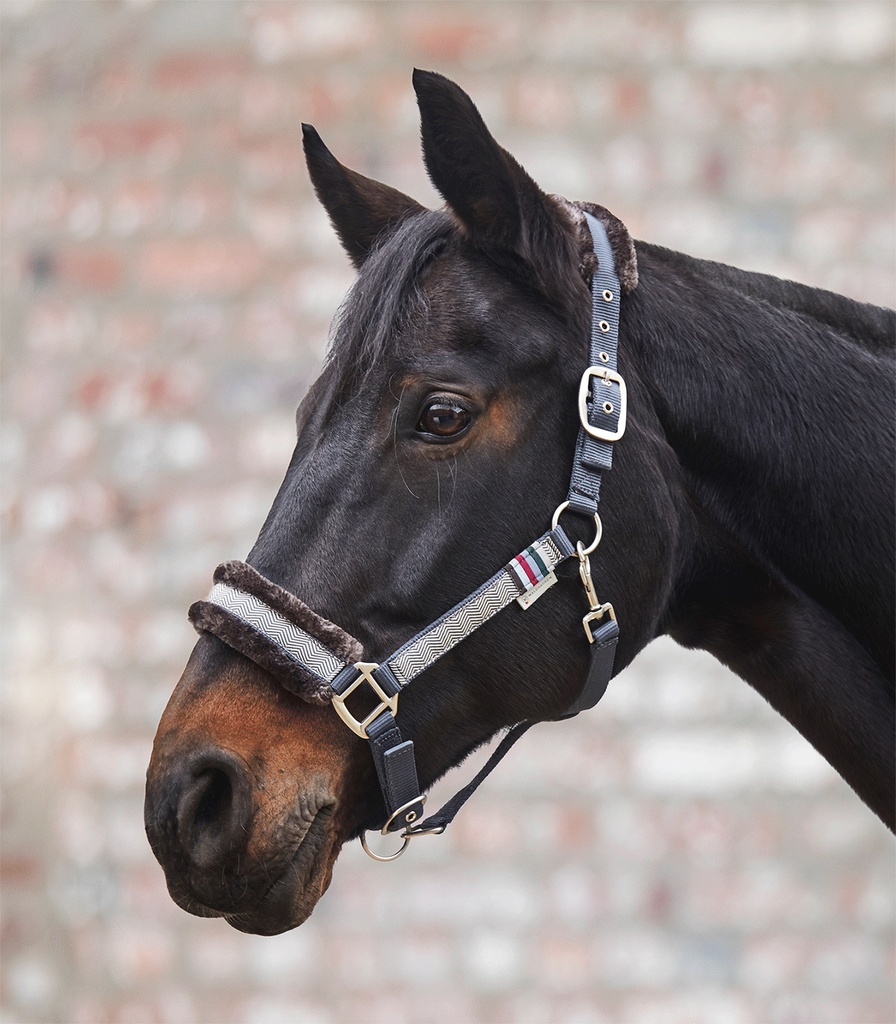 [ 50494-Pony] Halster Salisburg (Pony)