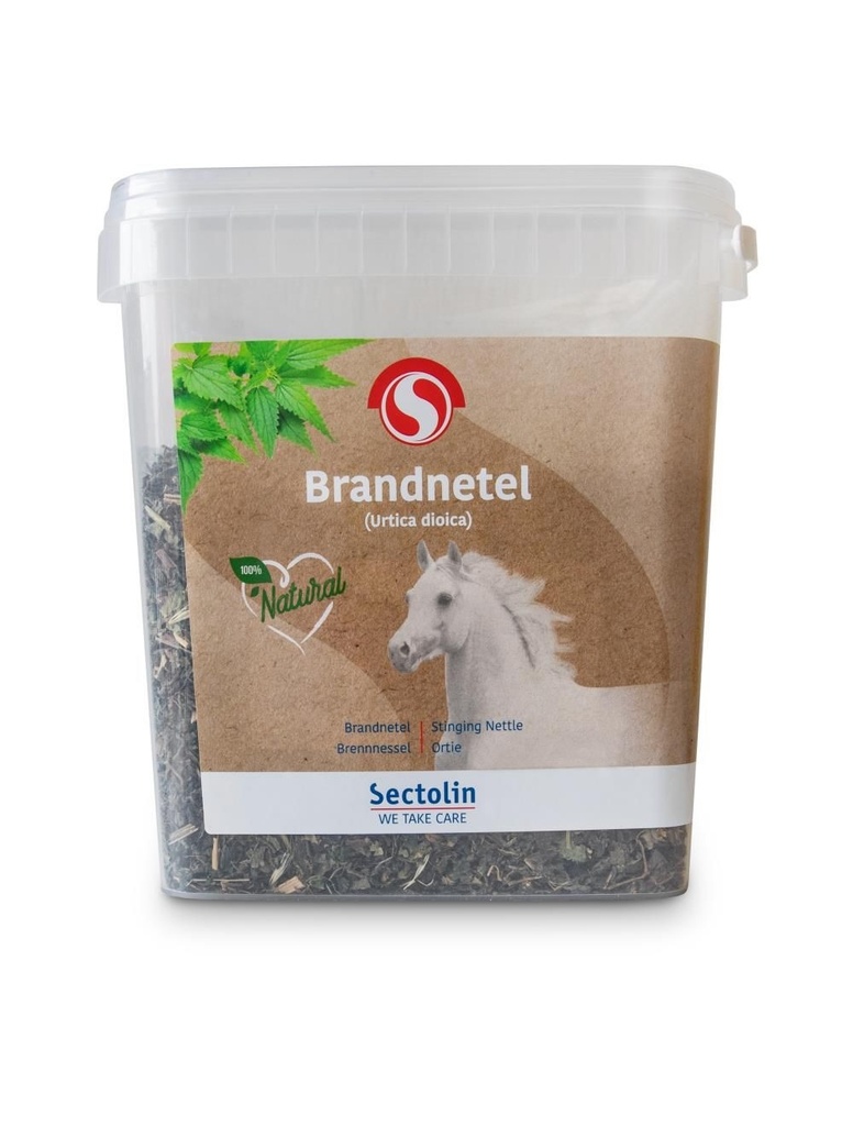 Brandnetel