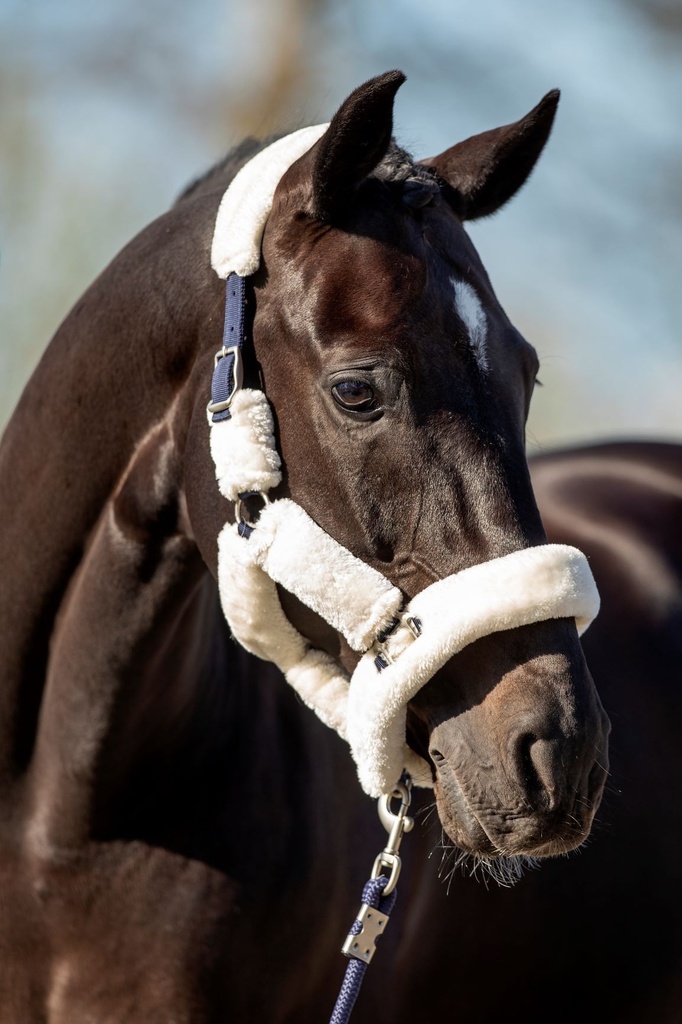 Halster Teddy (Steelblue, Full)