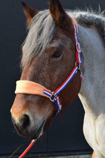 [halster-trekpaard] Trekpaard halster Nederland